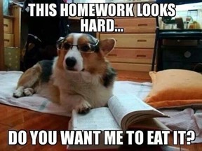 Helpful Study Partner | Funny dog memes, Dog quotes funny, Funny animals